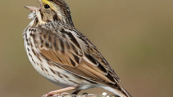 Indiana Sparrow Singing Crop