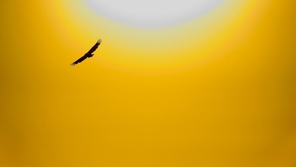 Griffon Vulture And Sun Adf