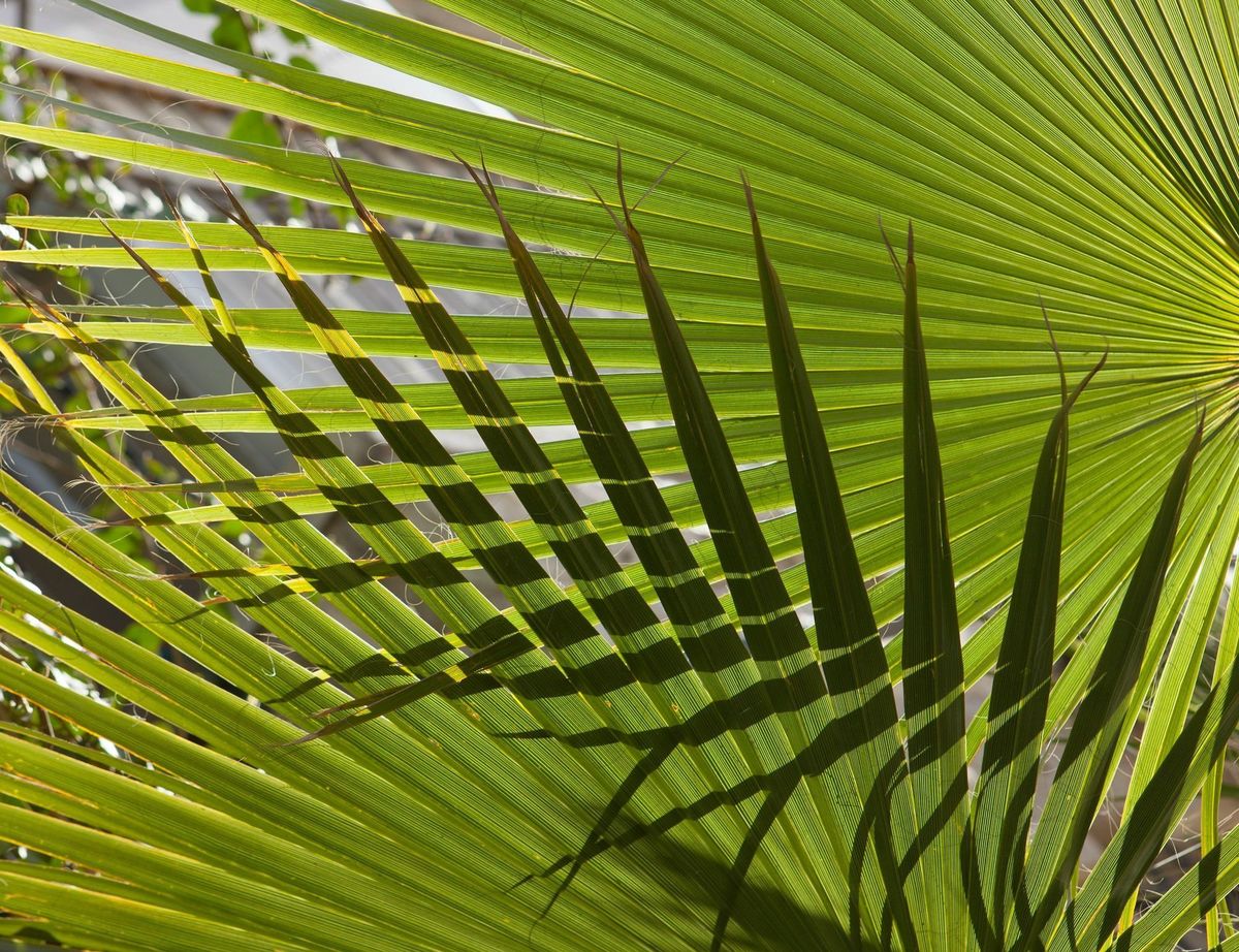 Denton Palm Sunday Crop