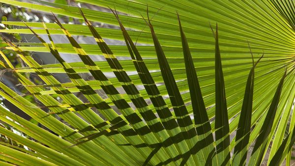 Denton Palm Sunday Crop