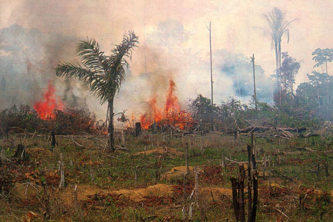 1100 Amazon Deforestation