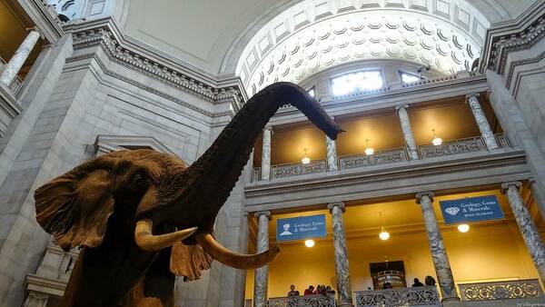 1600px Elephant National Museum Of Natural History Washington 30302947217
