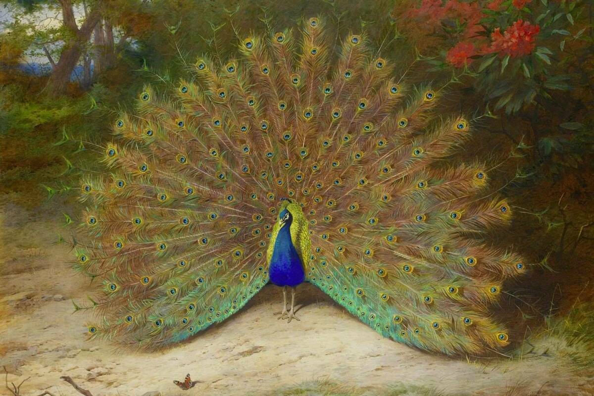 Peacock painting by Archibald Thorburn.