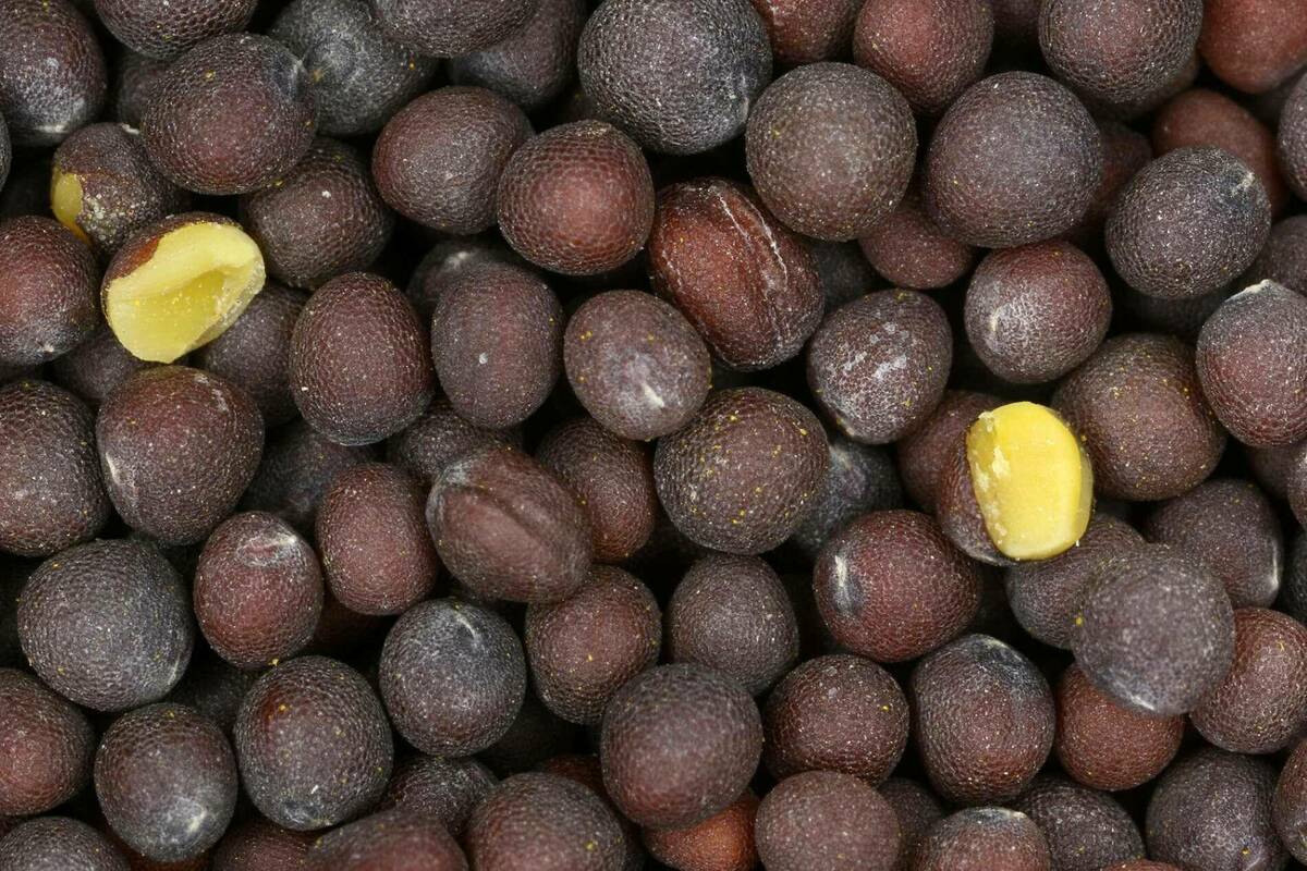 Black Mustard Seeds